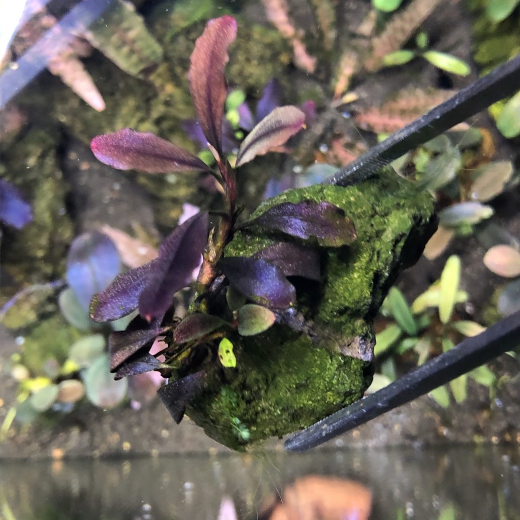 ブセファランドラsp.ゴーストカリマンタン❣️Bucephalandra sp.ghost