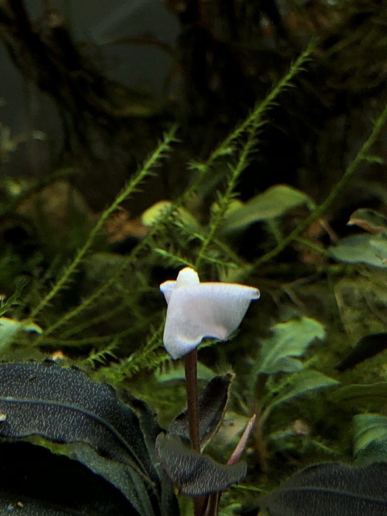 ブセファランドラsp.ブラウニー ネオ 2015❣️ Bucephalandra sp