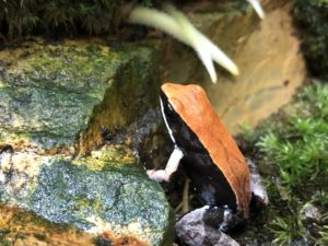 ブセファランドラsp.ブラウニー ネオ 2015❣️ Bucephalandra sp