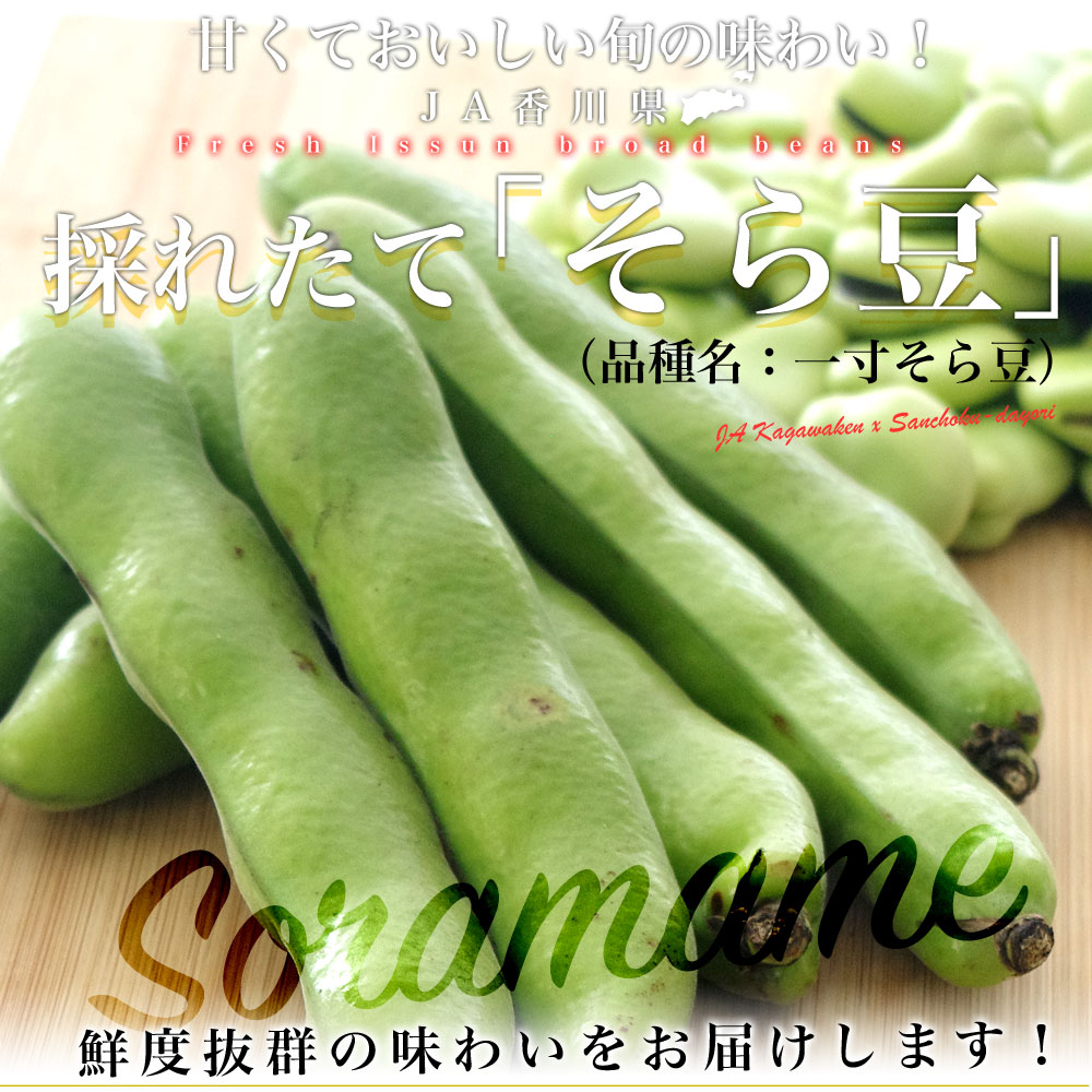 香川県より産地直送 JA香川県 そらまめ（品種名：一寸そら豆）2キロ箱