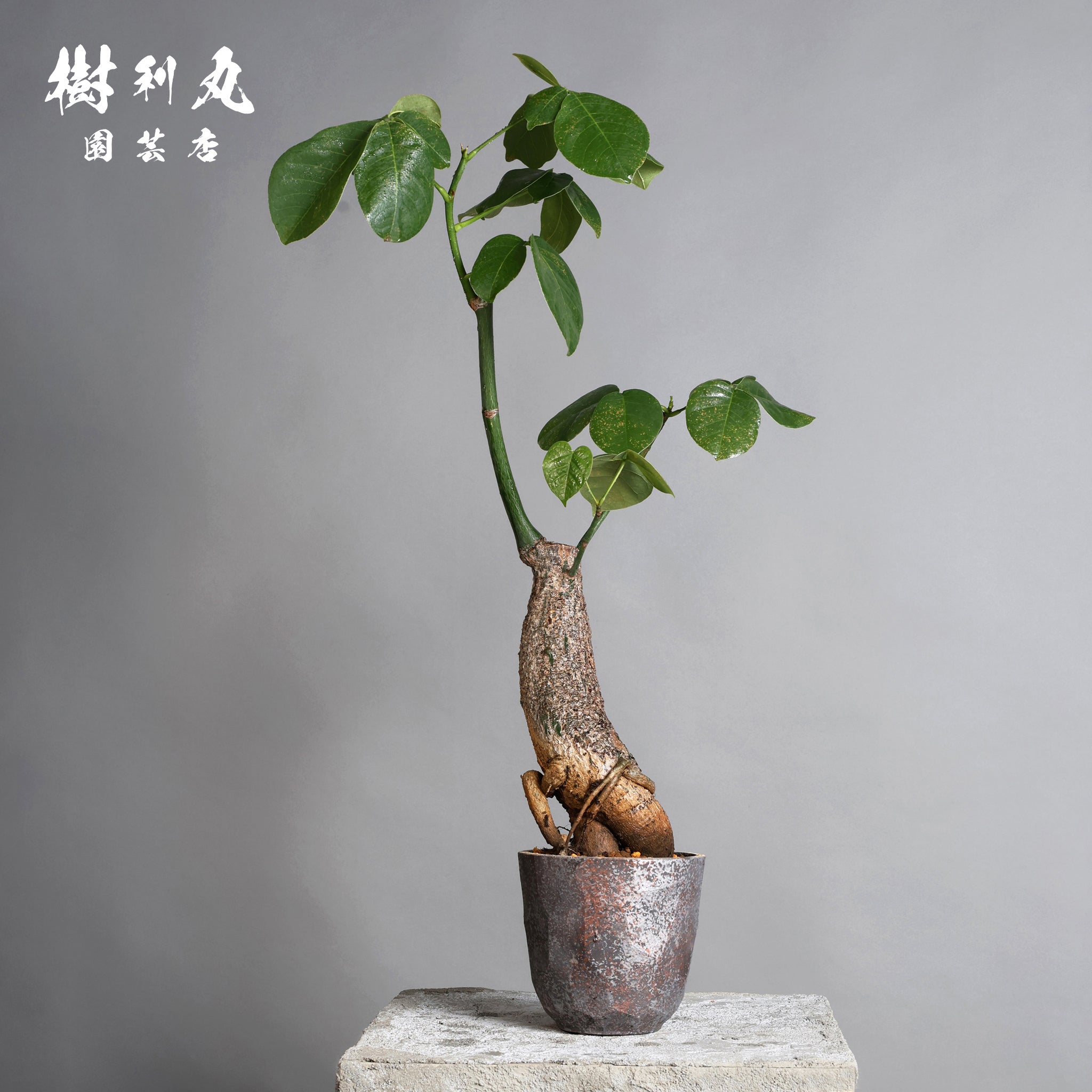 ボンバックス – 樹利丸 園芸店