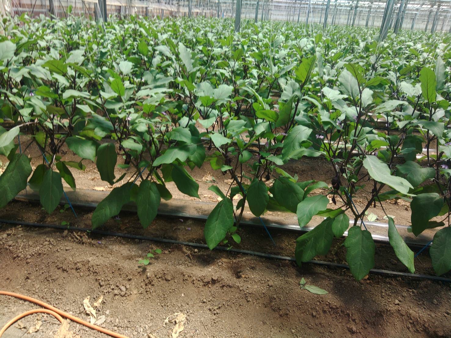 なすび8本～10本（1本60g～90g前後） | 【輝農園】ONLINE SHOP