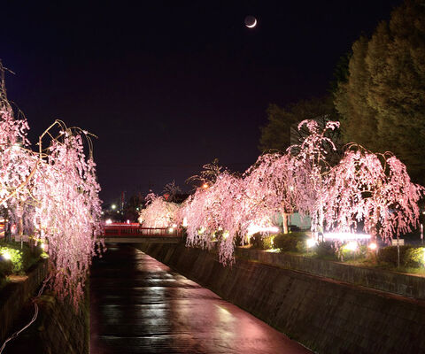 夜桜見ながらそぞろ歩き しだれ桜ライトアップ（天童市） | 河北新報