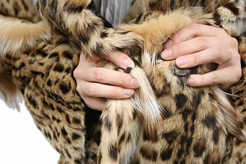 レオパードキャット 毛皮ジャケット レディース ヒョウ柄 フリーサイズ