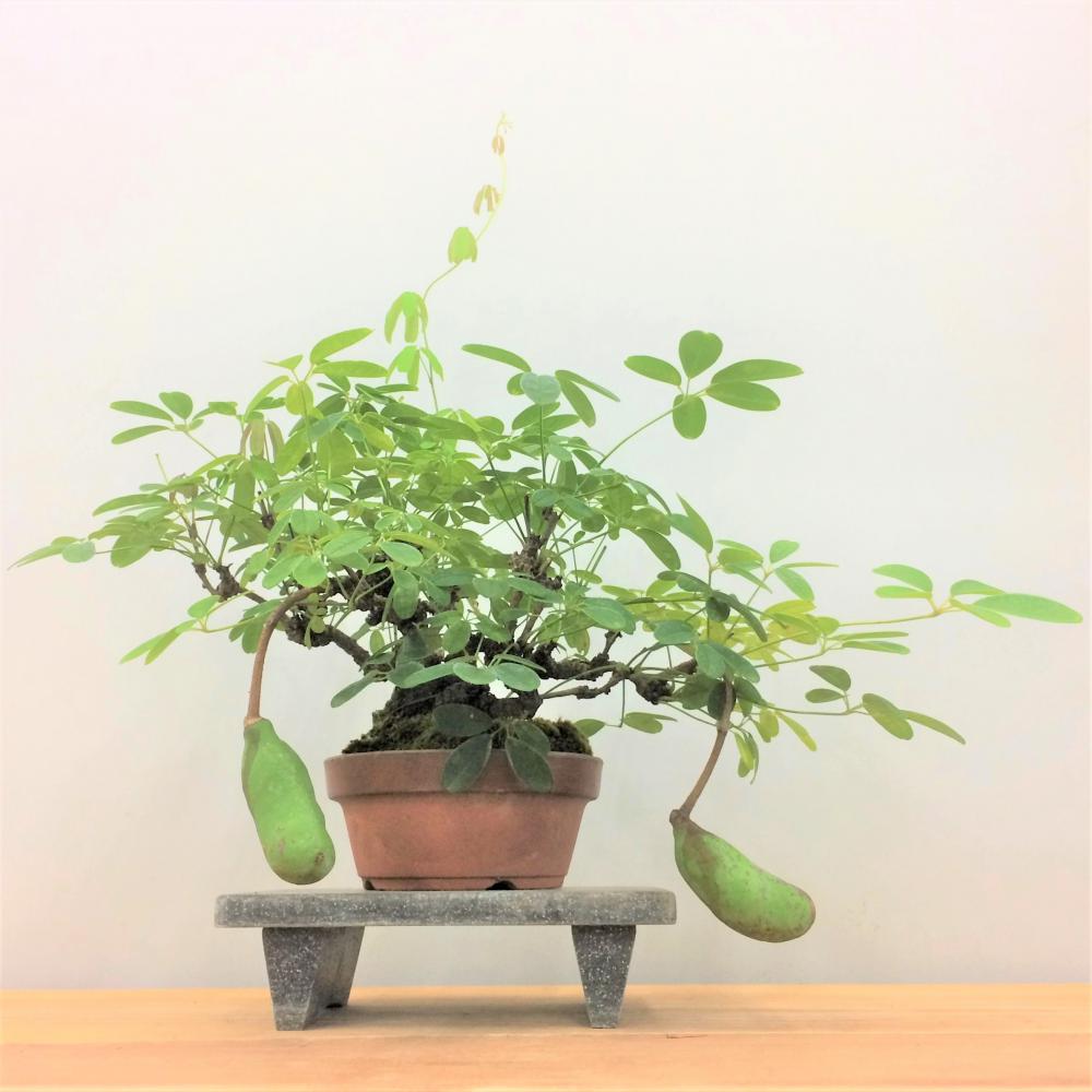 盆栽 五葉アケビ/盆栽、多肉植物、塊根植物、観葉植物通販/KIDORI -キドリ-