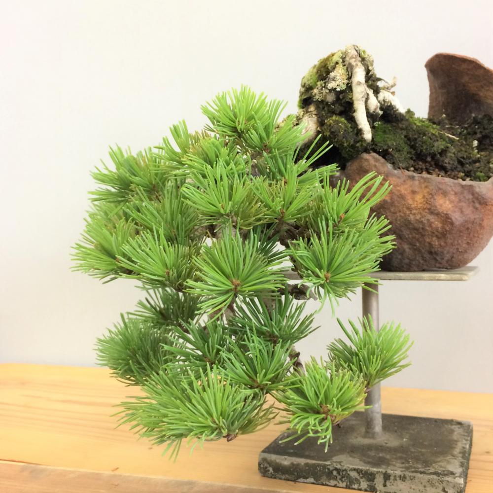 盆栽 五葉松/盆栽、多肉植物、塊根植物、観葉植物通販/KIDORI -キドリ-