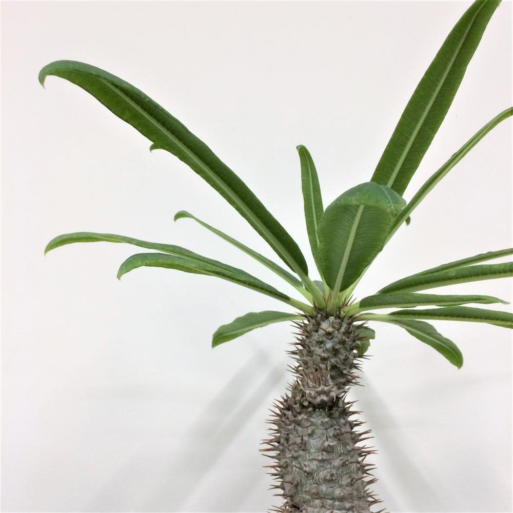 パキポディウム・ラメリー フィフェレネンセ/盆栽、多肉植物、塊根植物