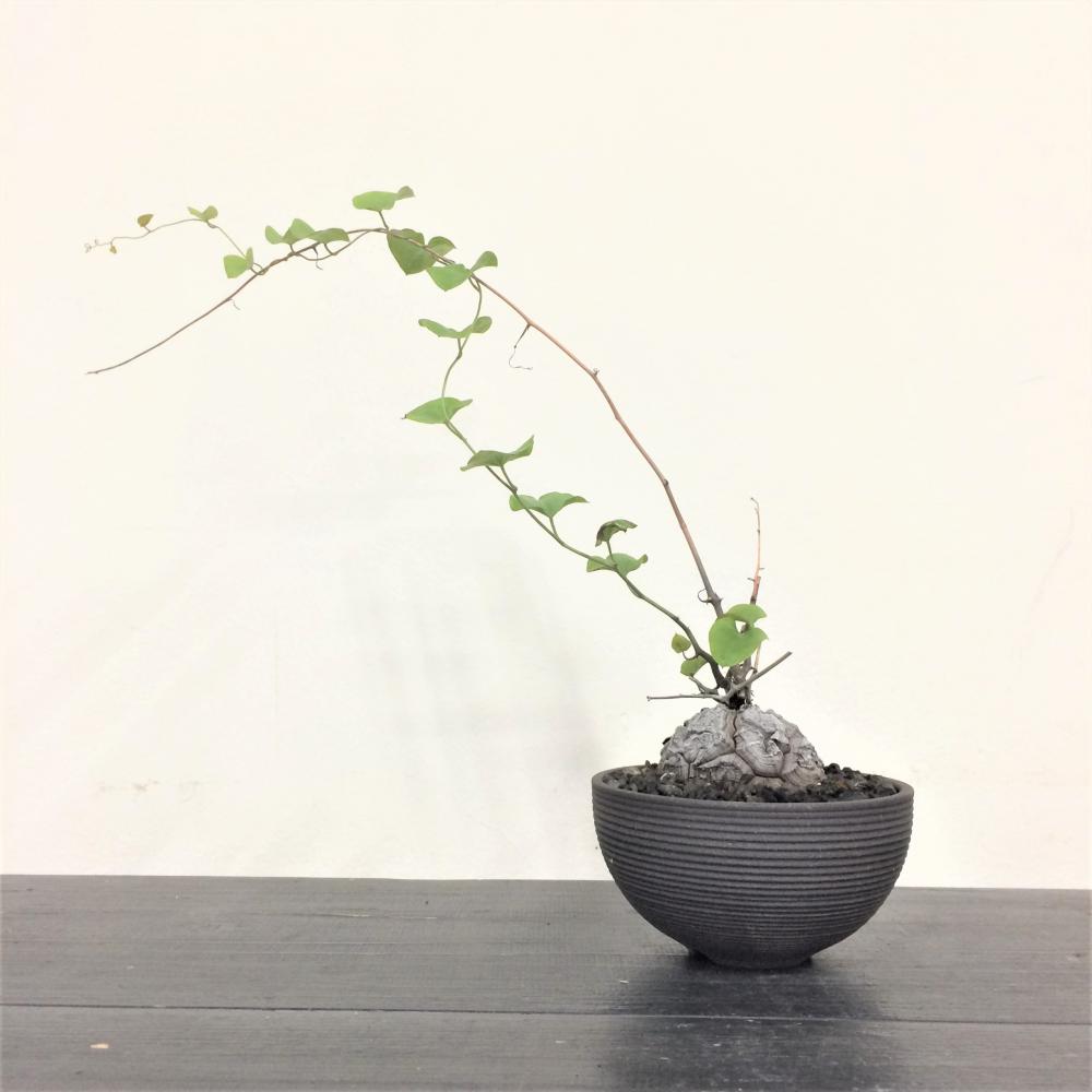 亀甲竜 -ディオスコレア-/盆栽、多肉植物、塊根植物、観葉植物通販