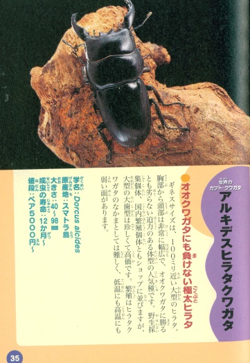 ○【アルキデスヒラタ クワガタ】紹介と販売