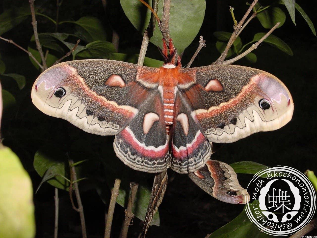 セクロピアサン - 胡蝶の杜