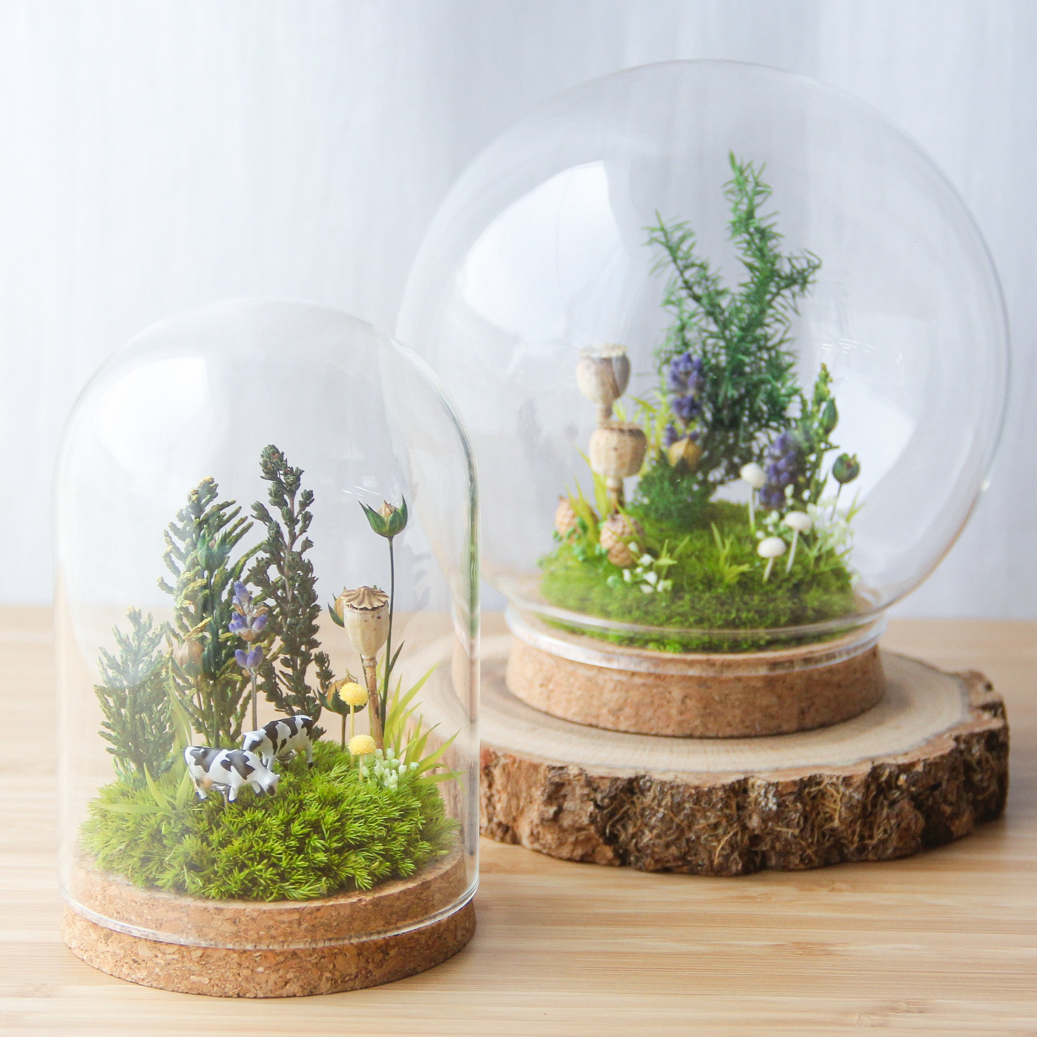 シノブゴケ クラフトモス 《プリザーブドフラワー・モス》 – 苔むすび