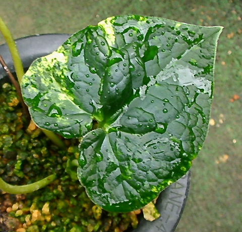 カンアオイのコレクションvol.2