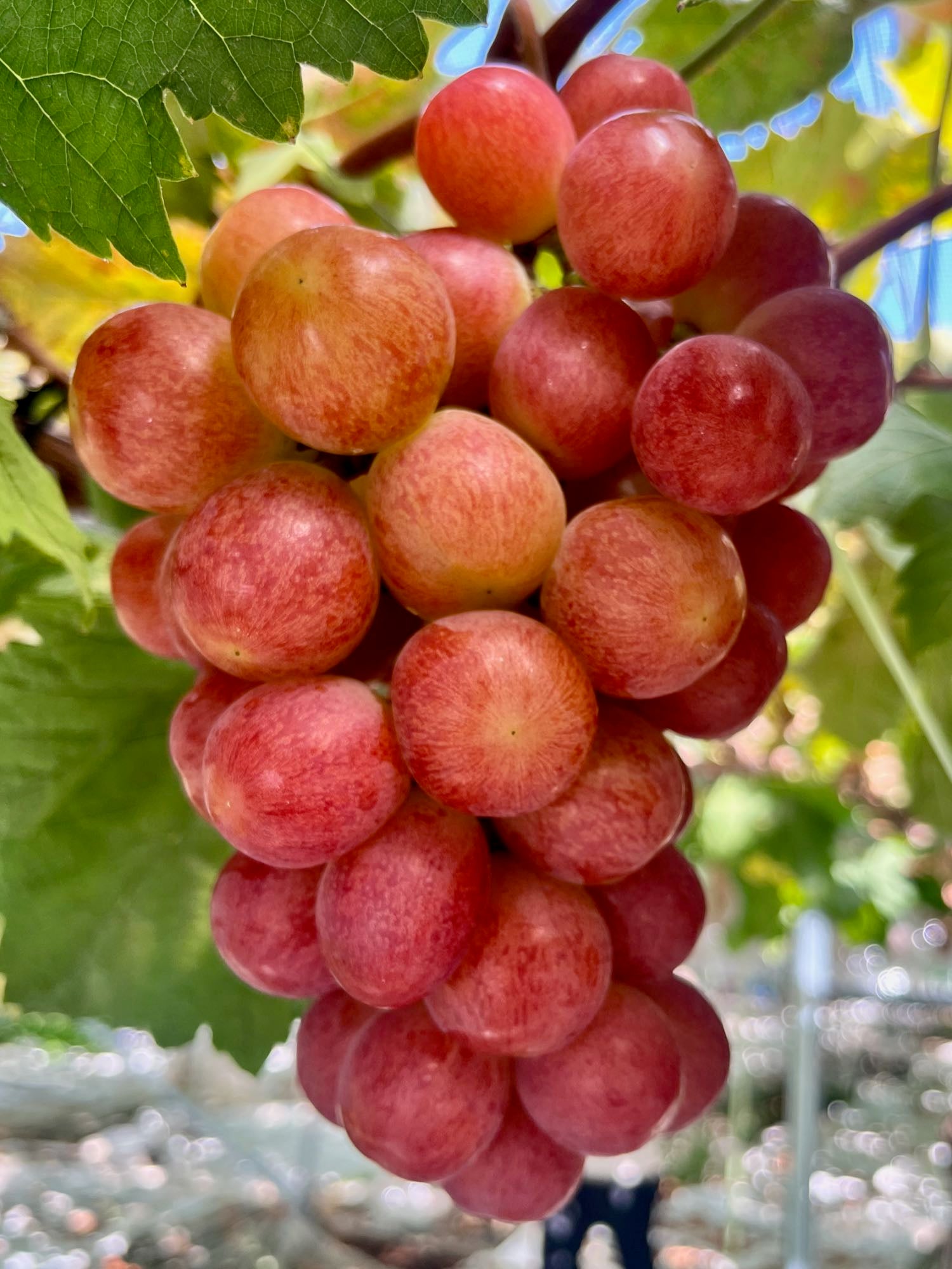 800g以上の超大房・プレミアム『サンシャインレッド』【山梨県