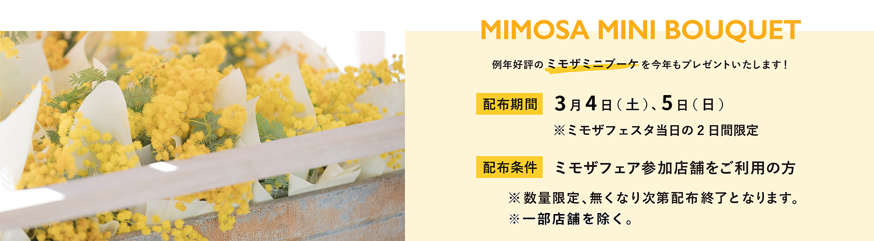MIMOSA FAIR | MIMOSA FESTA 2023 大切な人にミモザの花を