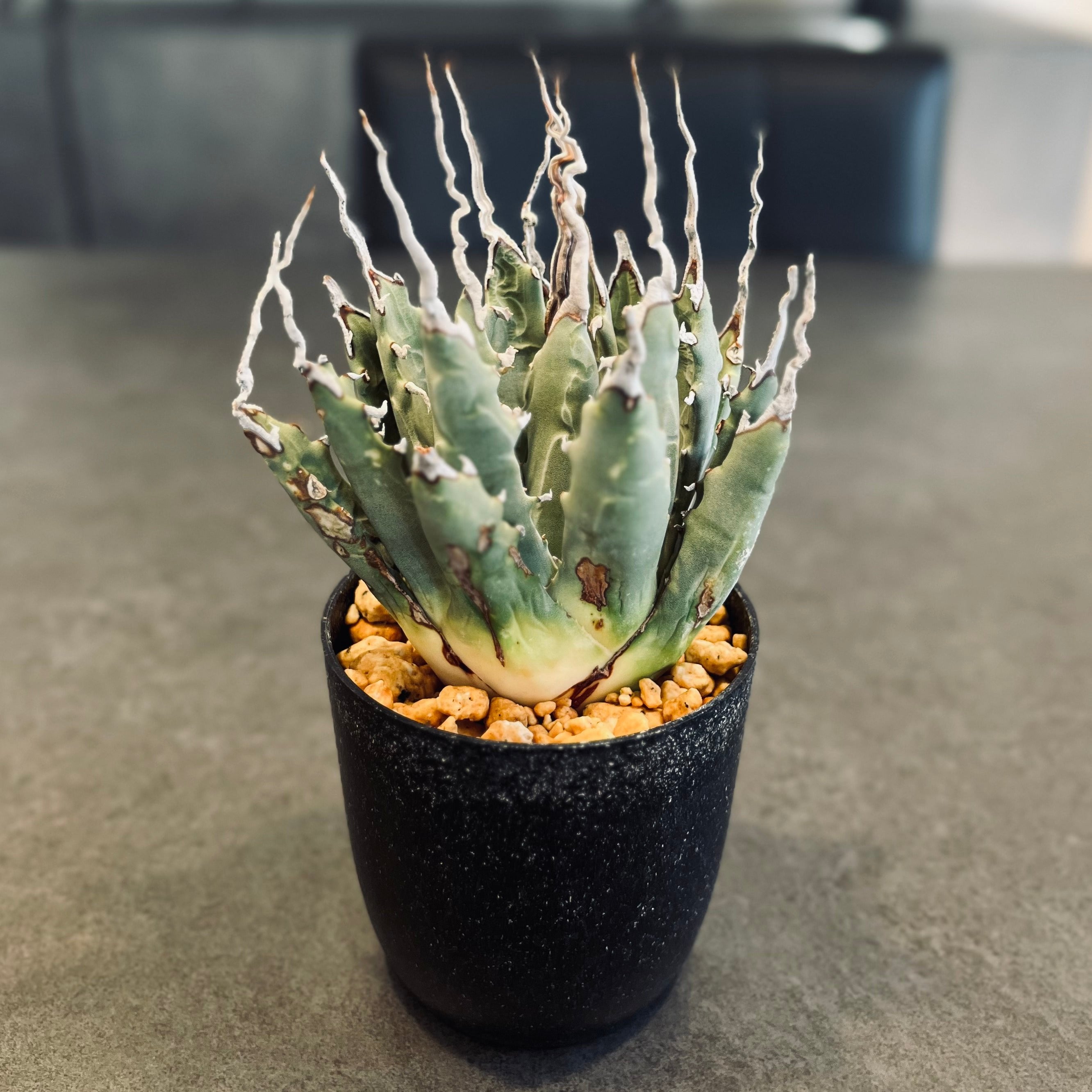 エボリスピナ 陽炎 極上 ウネリ アガベ ユタエンシス｜LAVELLI(ラヴェリ)