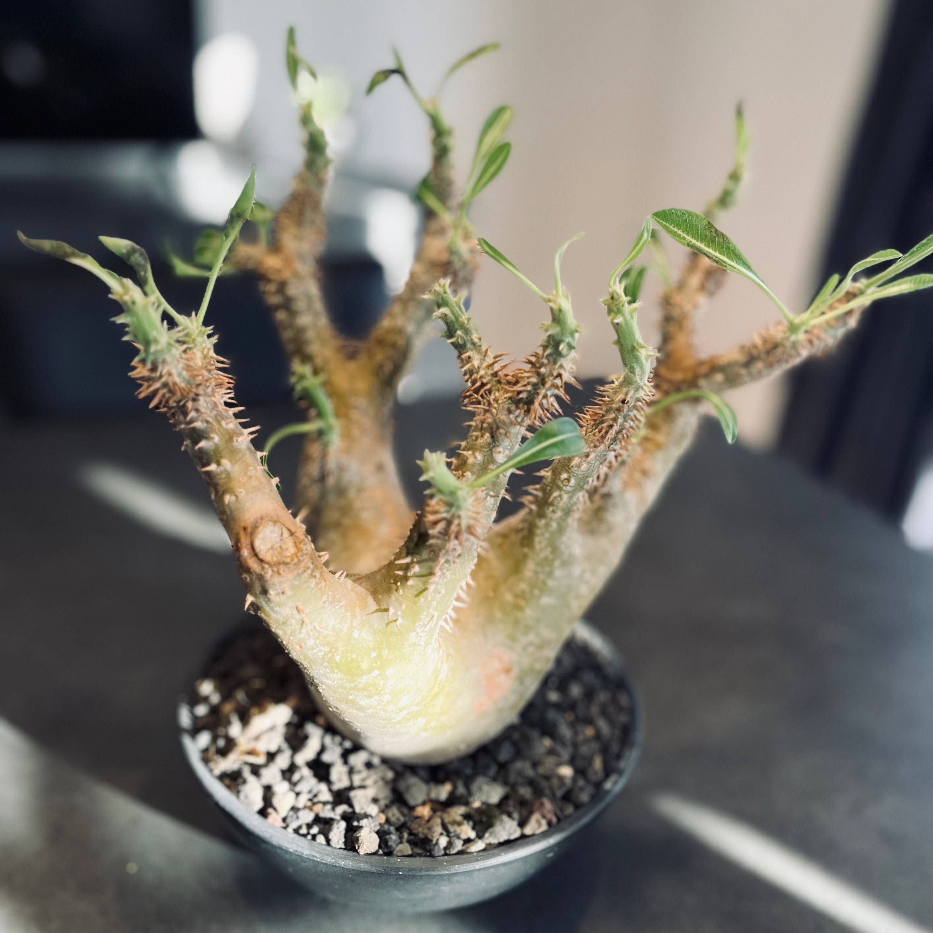 パキポディウム デンシフローラム 現地球 マダガスカル産 大株 国内5年