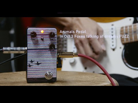 Animals Pedal - In Oct,3 Foxes talking of dreamy FUZZ – LEP