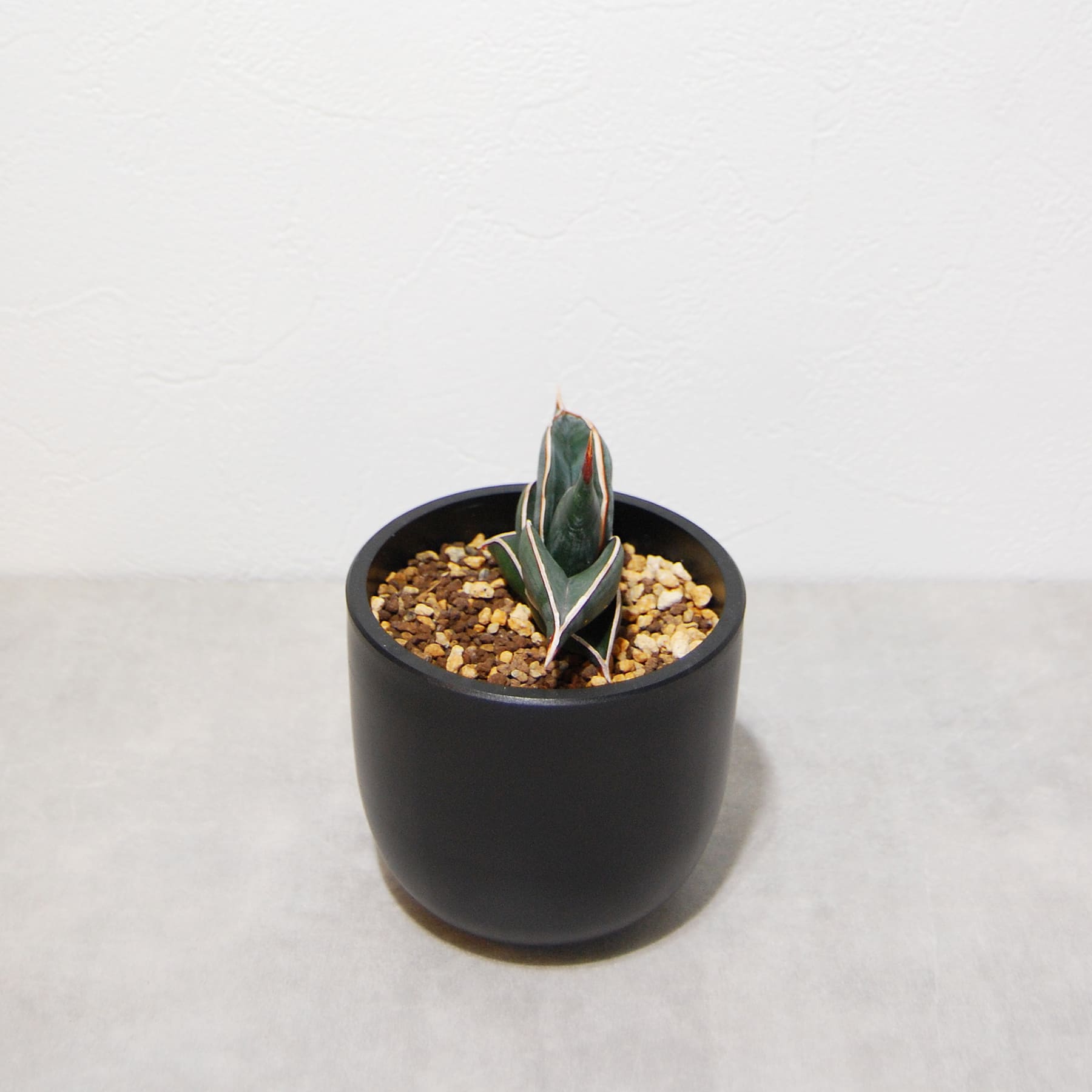 サンスベリア ロリダ 007-2 – linkplants -リンクプランツ-