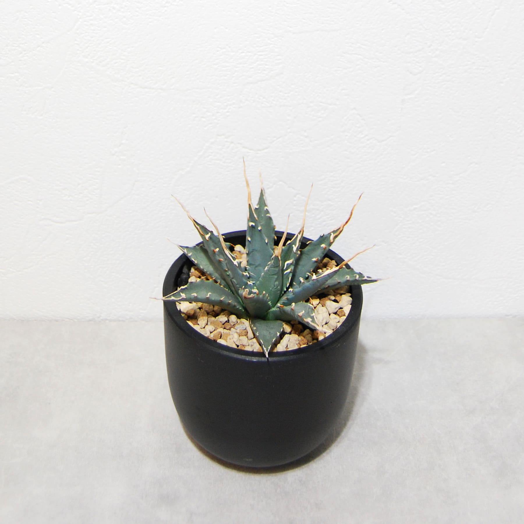 アガベ ユタエンシス エボリスピナ 実生 陽炎選抜 016 – linkplants