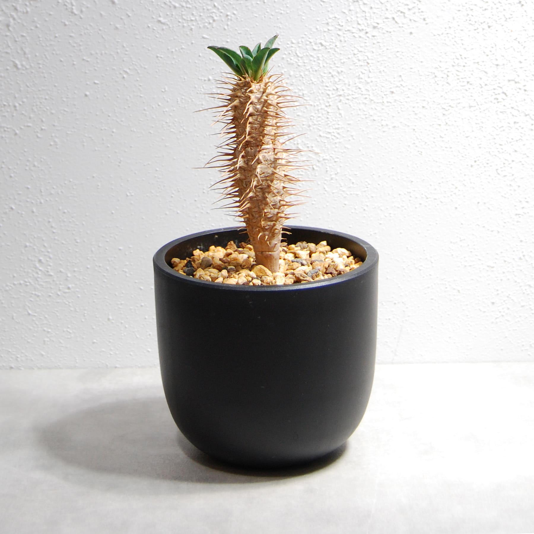 ユーフォルビア ギラウミニアナ（国内実生株）OS24 – linkplants