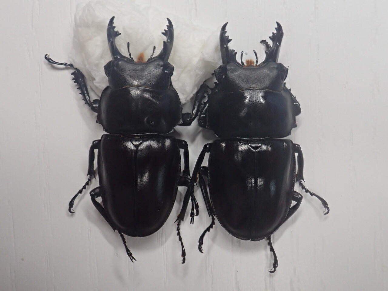 2020 西表島 ヤエヤママルバネ採集記 : NEOの虫採りはいじゃんぷ