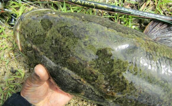 雷魚 夢の途中！ : 生涯の幸せのために！