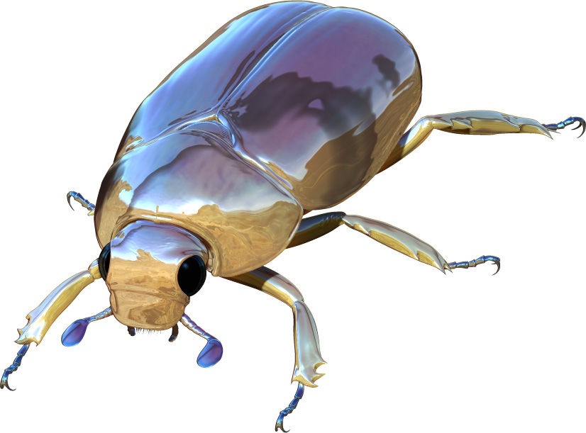 世界の昆虫採集2〜カナブンのなかま（その1）〜 : Boycraft blog