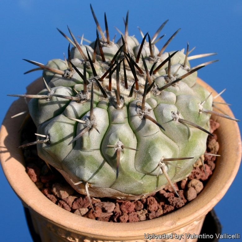 Copiapoa cinerea