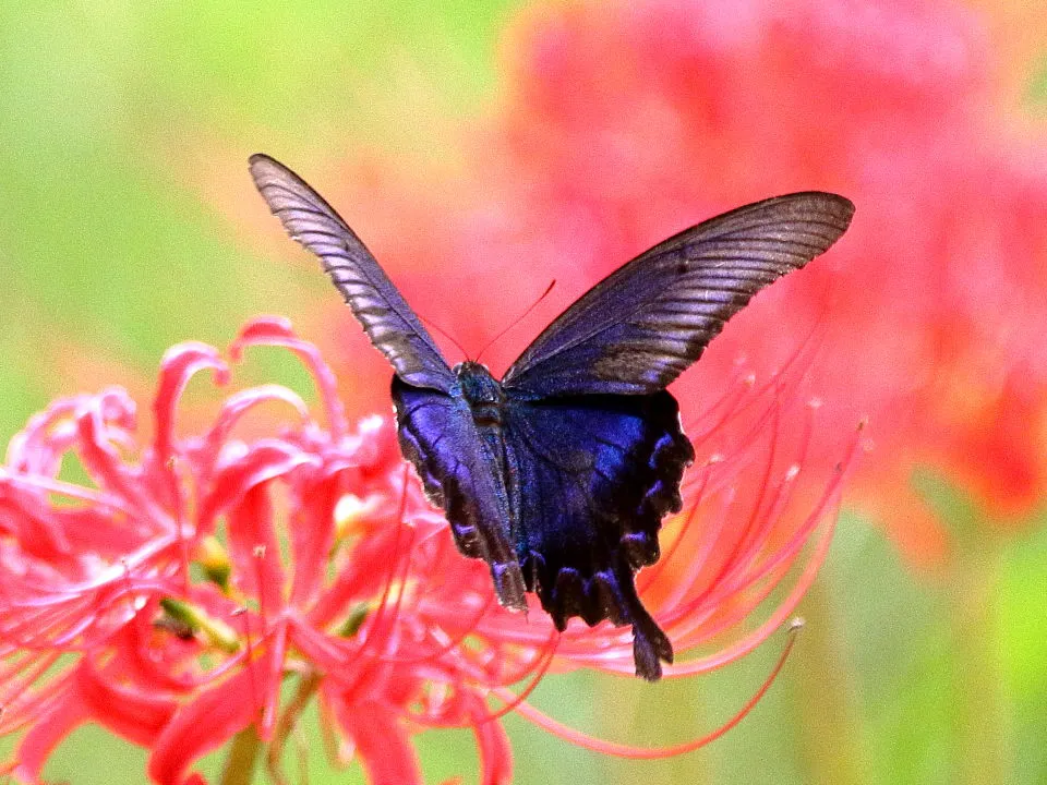 山ちゃんの晴れたらいいね R3.9.24 アゲハ蝶撮り あいな里山公園