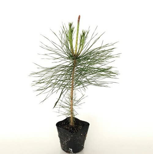 Amazon.co.jp: アカマツ 樹高0.3m前後 10.5cmポット 【 単 品 】 あか