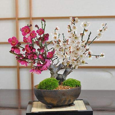 Amazon.co.jp: 盆栽妙 紅白梅 大樹 花 フラワーギフト 梅の木 ミニ