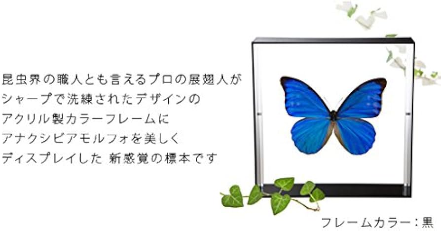 Amazon.co.jp: 蝶の標本 アナクシビアモルフォ Morpho anaxiBia
