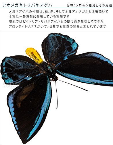 Amazon.co.jp: 蝶の標本 アオメガネアゲハ O.urvilliana アゲハチョウ