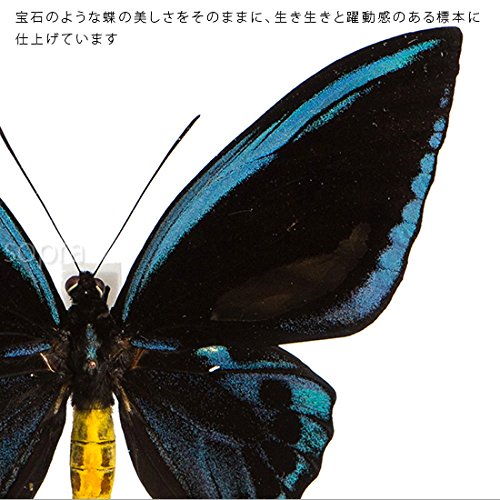 Amazon.co.jp: 蝶の標本 アオメガネアゲハ O.urvilliana アゲハチョウ