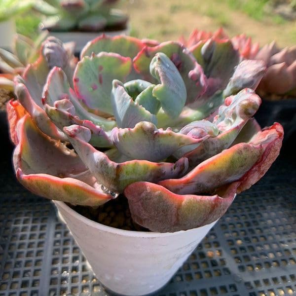 Amazon.co.jp: 農園直売 多肉植物 観葉植物 エケベリア属 レイン