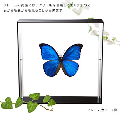 Amazon.co.jp: 蝶の標本 メネラウスモルフォ Morpho meneraus モルフォ