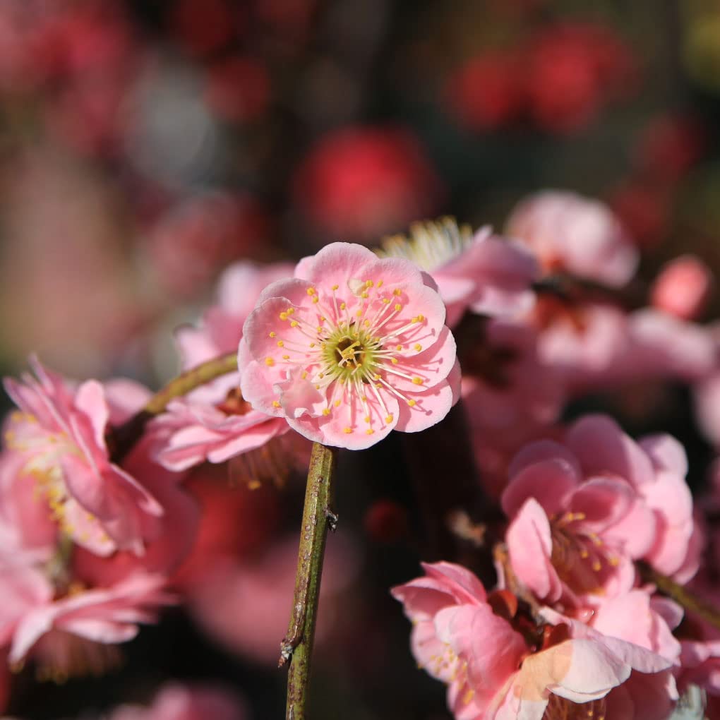 Amazon.co.jp: 庭木：しだれ梅（紅梅）桃花* 樹高：約100cm 全高