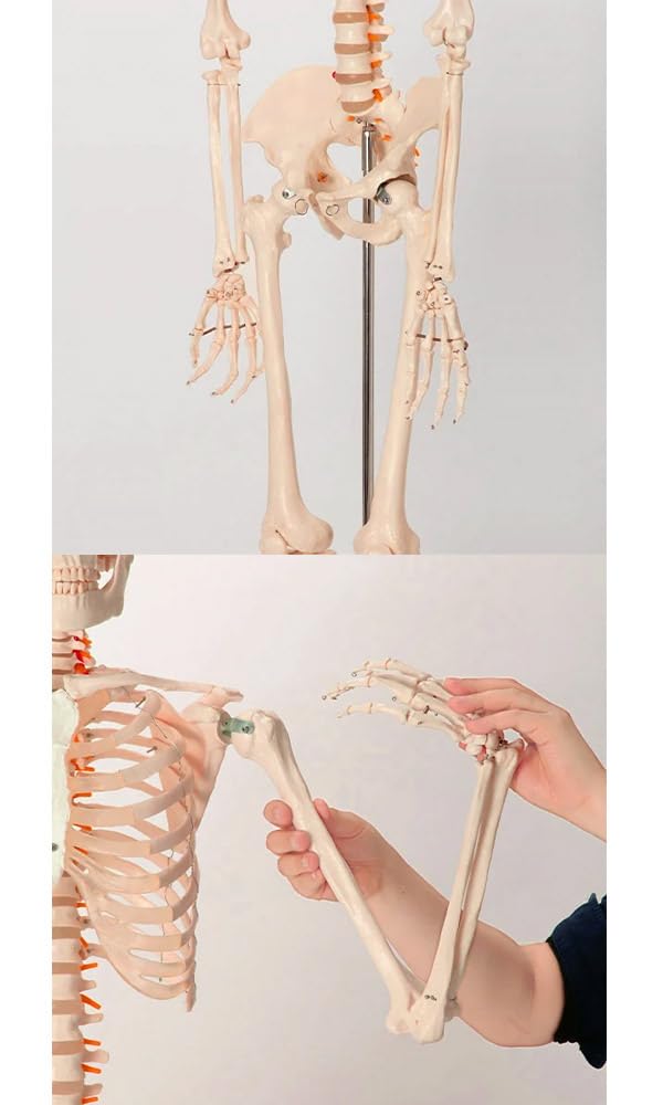 Amazon.co.jp: 等身大 人体模型 全身骨格模型 等身大 骨格模型 骨格