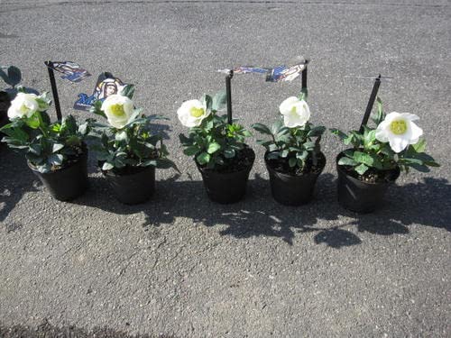 Amazon.co.jp: クリスマスローズ開花株5個セット クリスマスローズ