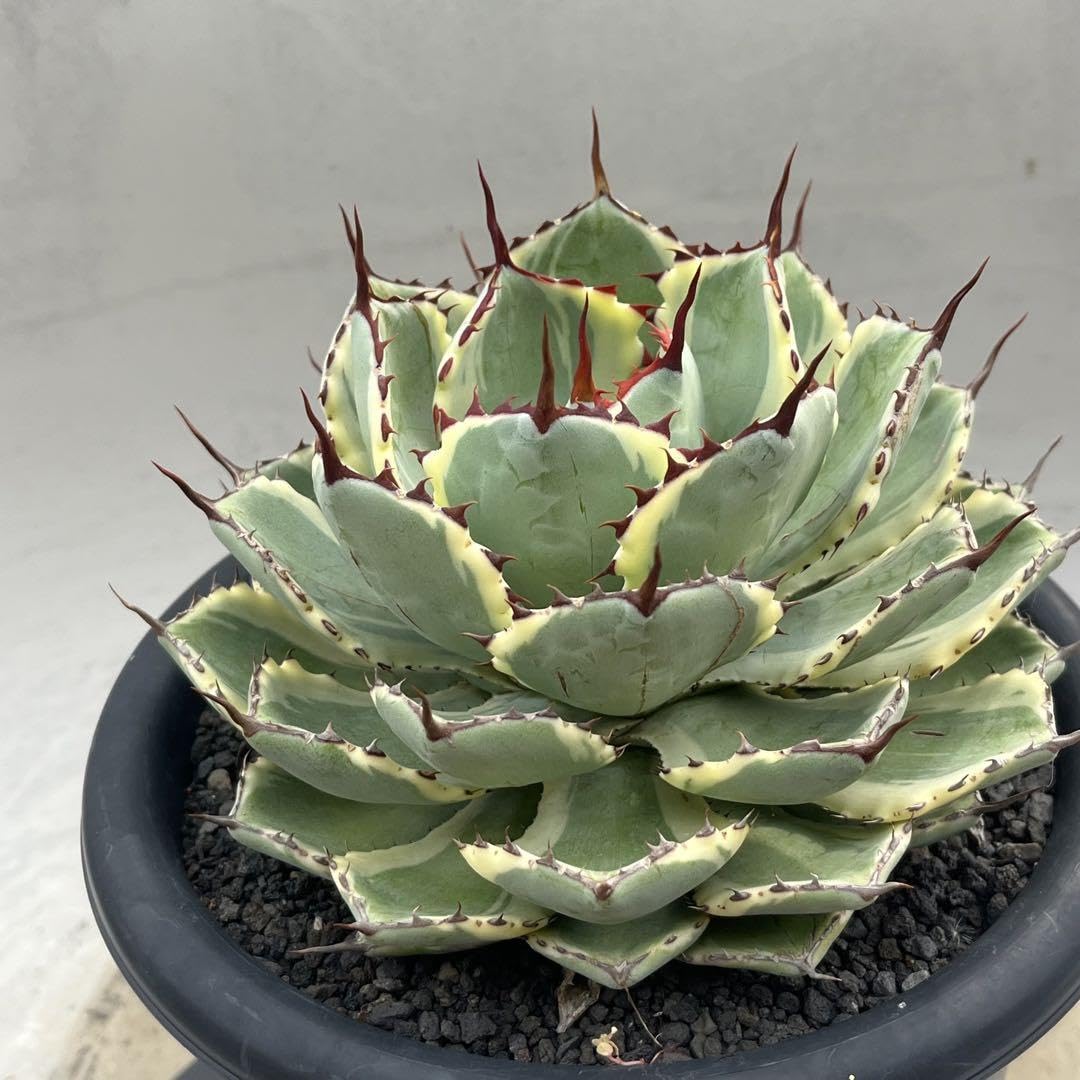 Amazon.co.jp: アガベ 吉祥冠錦 多肉植物 ポタトラム ポタボール 錦