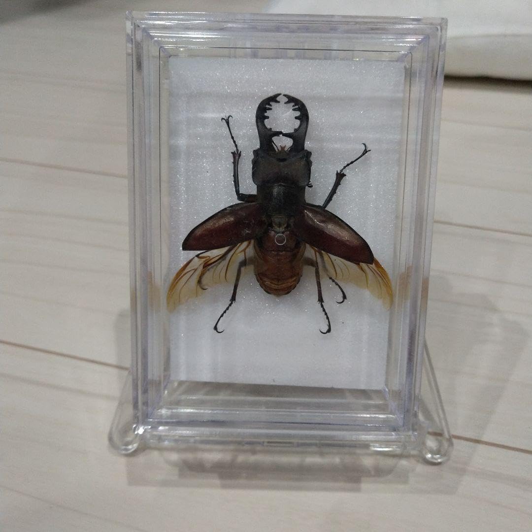 Amazon.co.jp: クワガタ 標本 ケースとスタンド付き : ペット用品