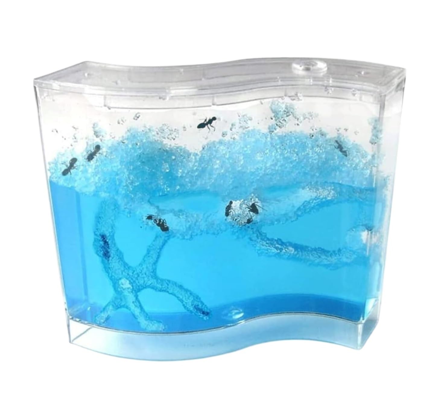 Amazon.co.jp: アリの巣 アリ飼育キット 蟻観察セット アリ観察キット