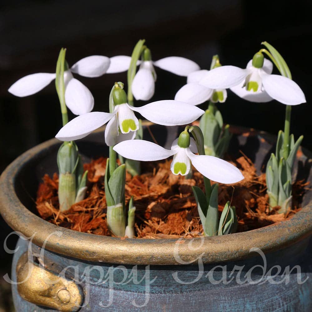 Amazon.co.jp: ハッピーガーデン 球根 スノードロップ ガランサス