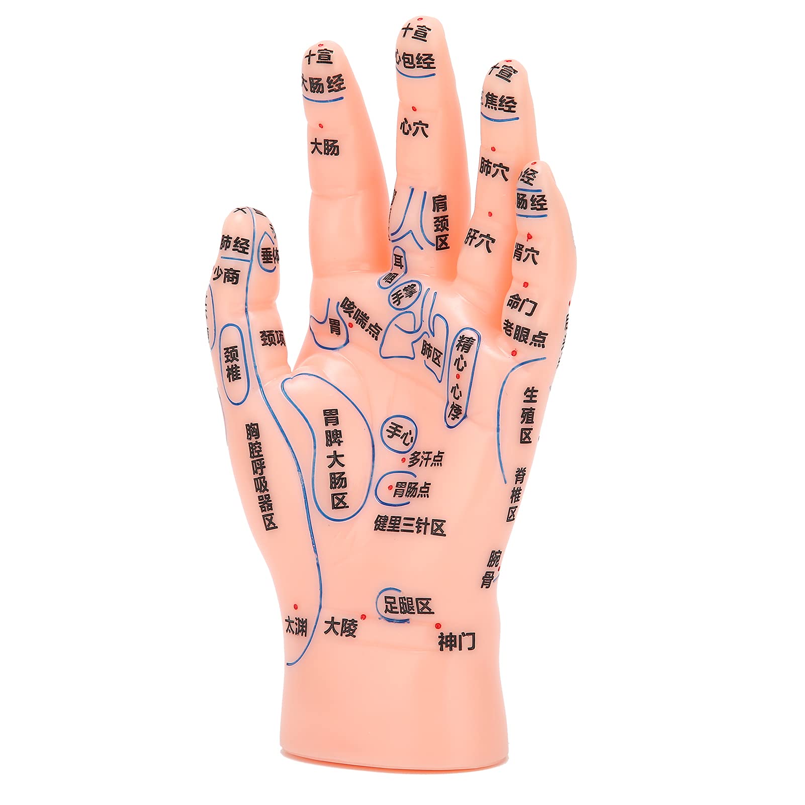 Amazon.co.jp: 手のツボモデル、学校教育用の医師に正確な手の鍼指導