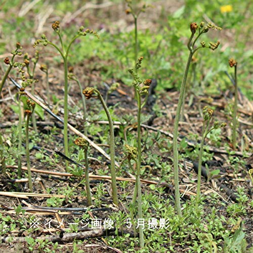 Amazon.co.jp: ワラビ 素掘り苗 山菜苗/シダ植物/蕨▽紫桜館山の花屋