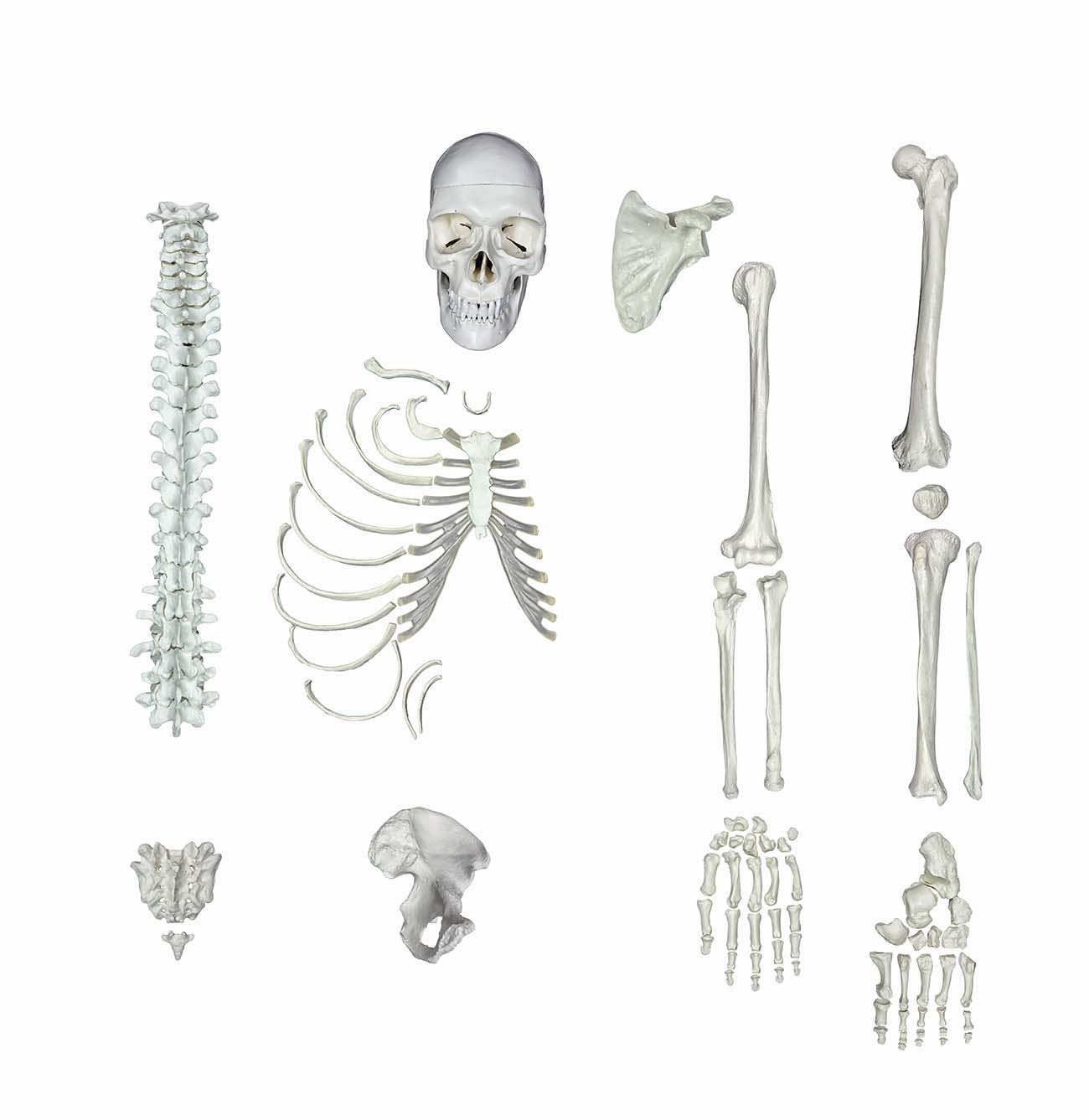 全身人体骨格模型 人体模型 藤井保 SKELETON ZX | Human Male Skeleton