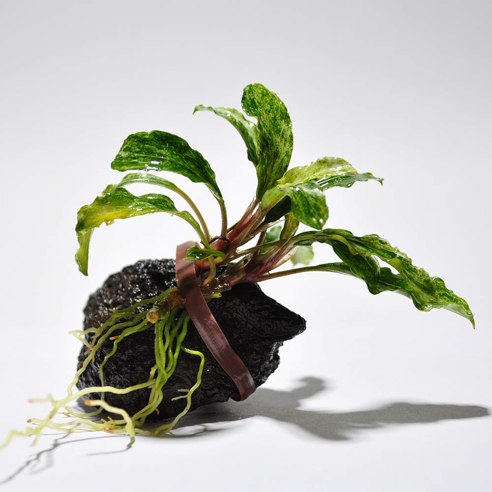 Amazon | ブセファランドラsp.グリーンウェービー 斑入り 溶岩石巻き