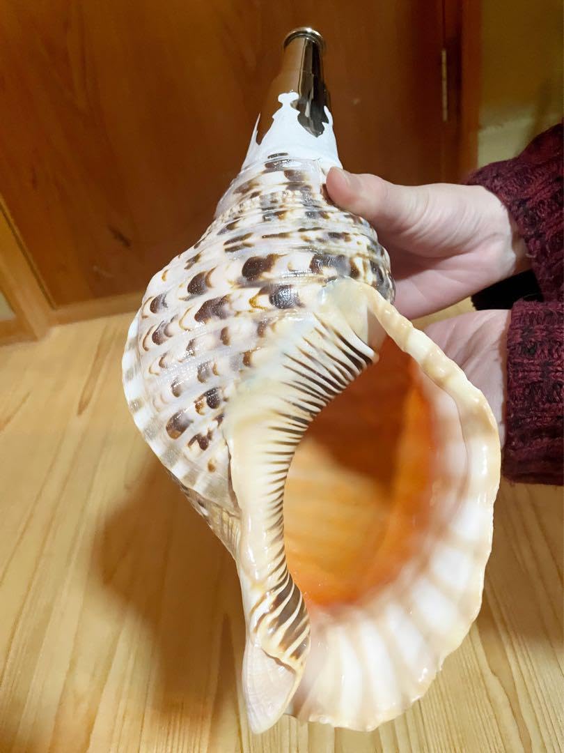 大型修験道法螺貝38㎝ 山伏 密教 魔除け 熊よけ❣️ホラガイ ほら貝