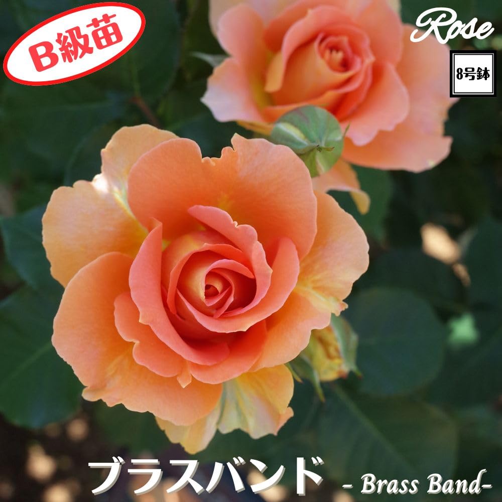 Amazon.co.jp: 【 Bグレード苗 】 ＼当店オリジナル仕様／ バラ苗