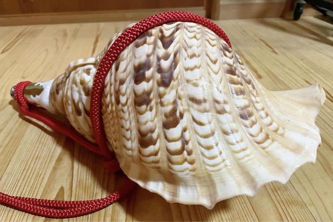 修験道法螺貝 密教 山伏 熊よけ 魔除け ほら貝 ホラガイ 修験道37㎝